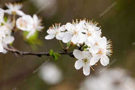 Fruit Tree White Flowers — Stock Photo © Smithore 13375904