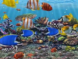 3D Fish School The Best Animated Aquarium Fish Screensaver
