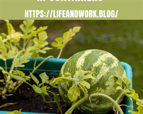 How To Grow Watermelon In Containers Best Tips To Get Your Fruit