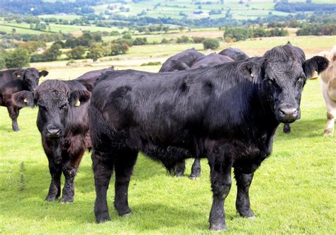 Look Welsh Black Cattle At Hafod Ifan North Wales Live