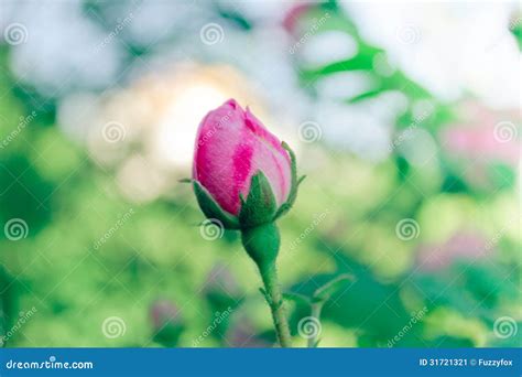 Pink Rose Rosebud Stock Image Image Of Blossom Soft 31721321