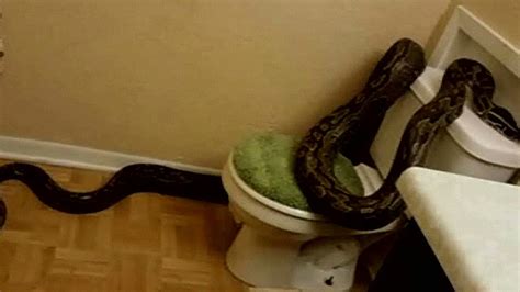 12 Foot Python Takes Over Texas Womans Bathroom