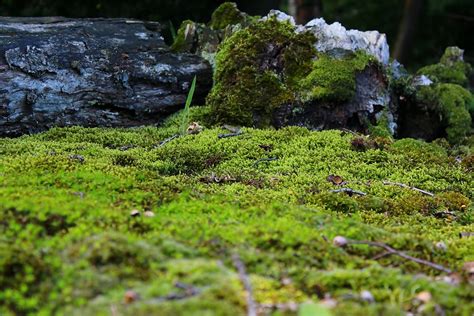 Moss Mossy Ground · Free Photo On Pixabay