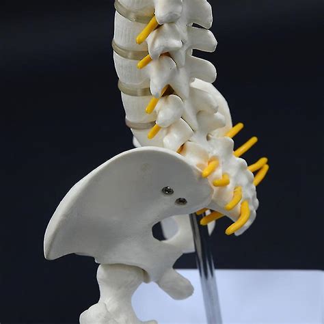 45cm Human Spine Model Human Skeleton Skeleton Spinal Intervertebral