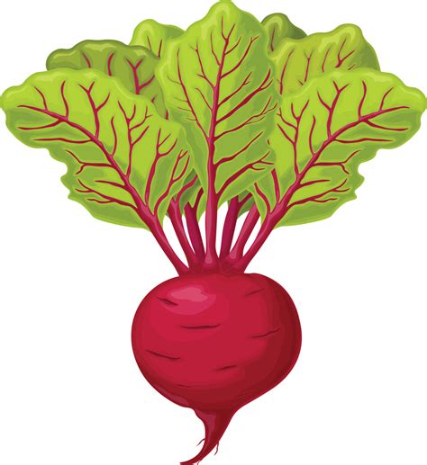 Beet Red Ripe Beets Ripe Organic Vegetable From The Garden Farm Product Sugar Beet Vector