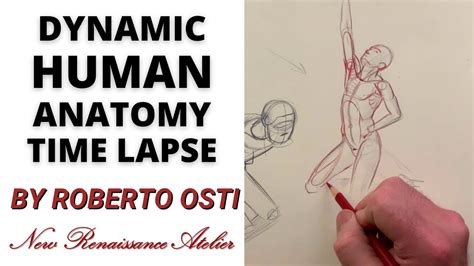 Dynamic Human Anatomy Time Lapse By Roberto Osti Youtube