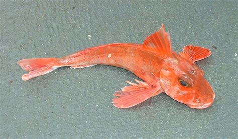 What Is The Gurnard Fish And How To Catch One Badangling