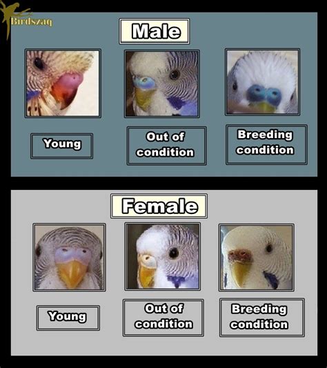 Budgie Breeding Parakeet Gender Chart