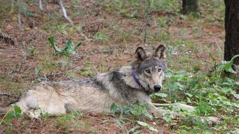 Oregon Wolf Moves Into Monterey County As Historic Trek Continues