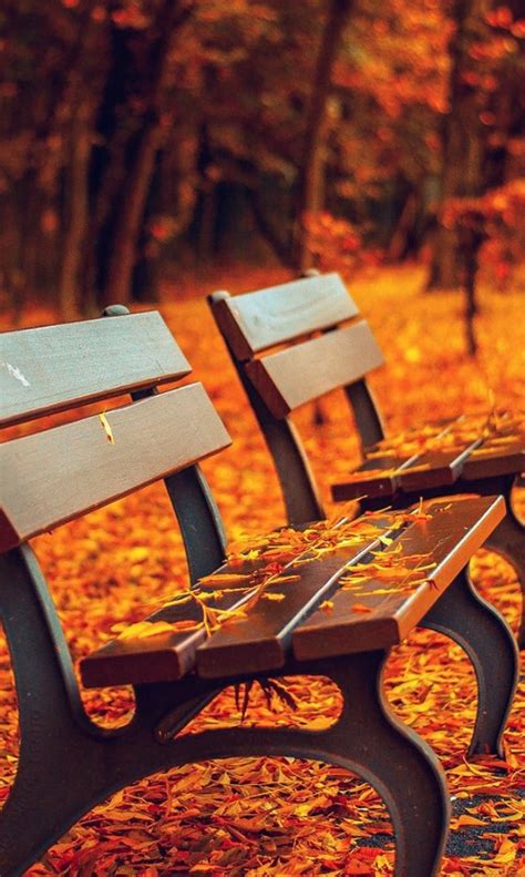 Autumn Benches Fall Photography Trees Image 257340 On