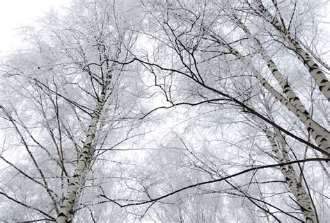 Premium Photo Winter Birch Trees