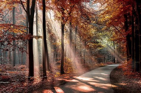 Parks Autumn Trees Rays Of Light Nature Wallpapers Hd Desktop