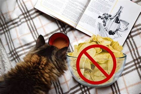 A Cat Sitting On Top Of A Bed Next To A Bowl Of Chips And An Open Book