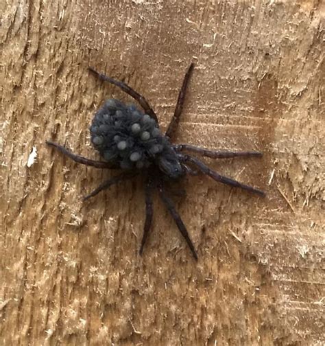 Spider In Alaska Bugguidenet