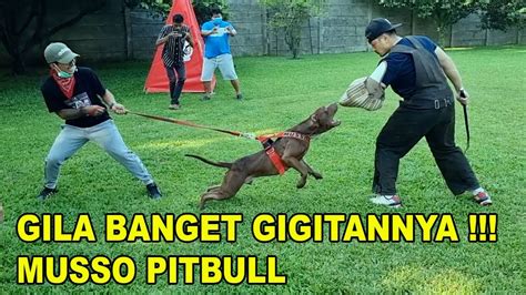 Gila Banget Gigitan Si Musso Pitbull Youtube