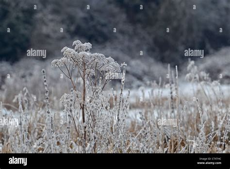 Hoar Frost On Plants Stock Photo Alamy