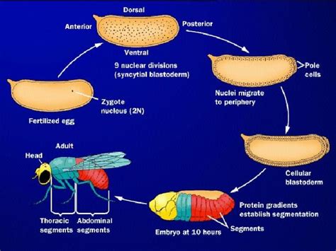 Drosophila Development Stages Significance