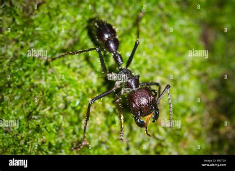 Bullet Ant Paraponera Clavata Rara Avis Costa Rica Stock Photo Alamy