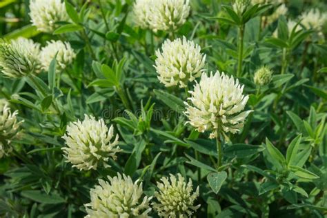 Large Flowering White Clover Plant Stock Photo Image Of Leaf Close