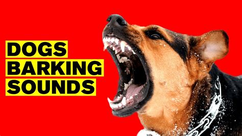 Dogs Barking Sound Effect Bark Loudly Youtube