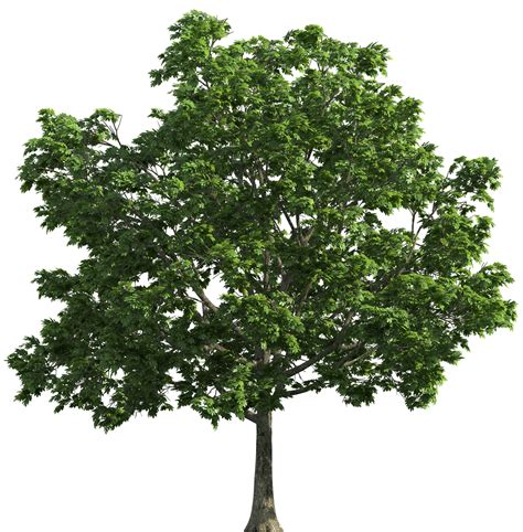 Tree Png Image For Free Download