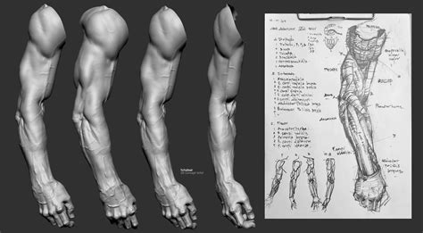 Artstation Arm Study Toto Dost Anatomy Body Reference Poses