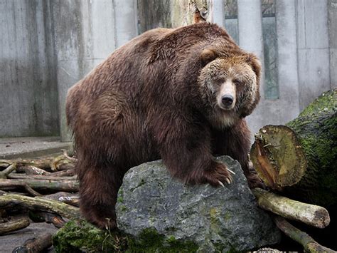 Biggest Kodiak Bear