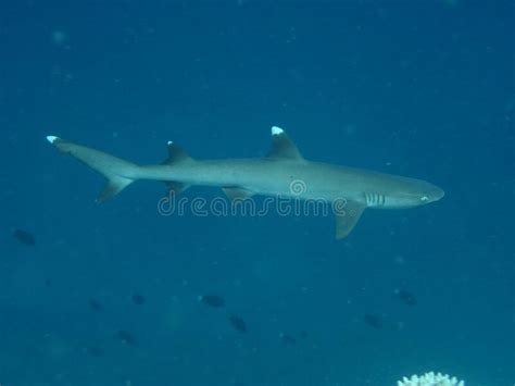Triaenodon Obesus Whitetip Reef Shark Stock Photo Image Of Life