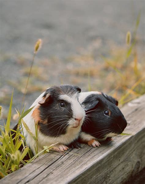 Two Cute Guinea Pigs Adorable American Tricolored With Swirl On Head