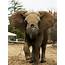 Grant’s Farm’s 4th And Last Remaining African Elephant Max Dies  St