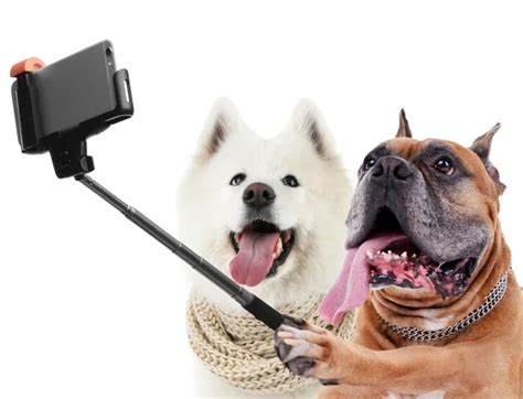 Funny Dog And Cat Taking Selfie On White Background Stock Photo By