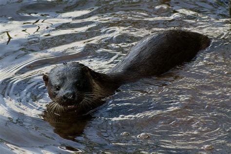 irish river otter flickr photo sharing