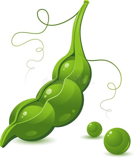 Pea Pod Stock Vector Illustration Of Beans Legume Crop 15417569