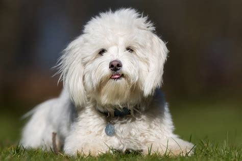 Everything About Your Coton De Tulear Luv My Dogs