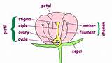 Images of Flower Parts Online Quiz
