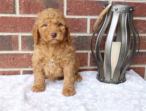 Browse the largest, most trusted source of mini goldendoodle puppies for sale. Theo | Goldendoodle, Puppy finder, Puppies for sale