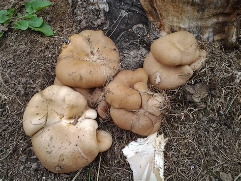 Official Indiana Mushroom Season 2014 Mushroom Hunting And
