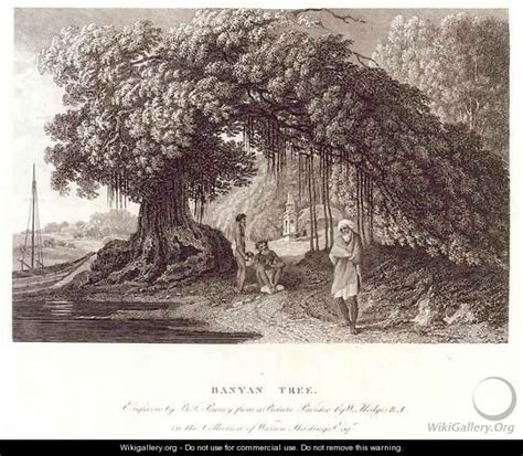 A Banyan Tree From Travels In India In In The Years 1780 83 After