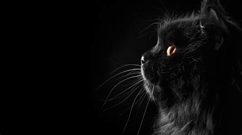 Black Cat Face Wallpaper
