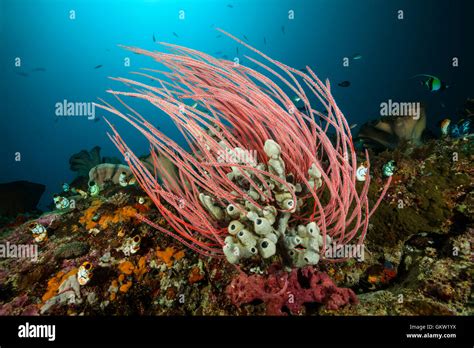 Red Sea Whip Coral High Resolution Stock Photography And Images Alamy