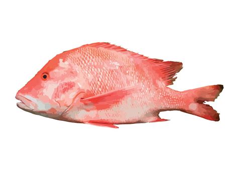 Emperor Red Snapper Seychelles Aquaculture