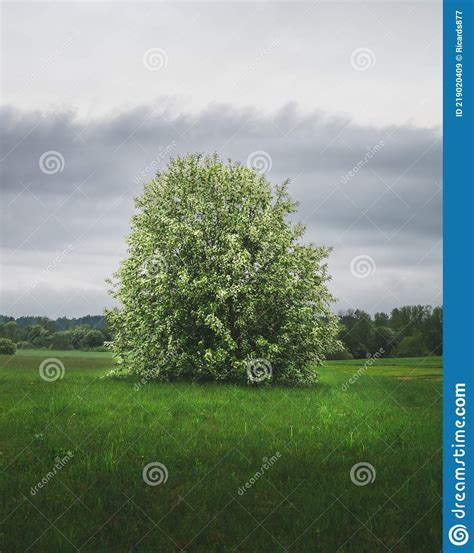 Blooming Tree In Spring Stock Image Image Of Prairie 219020409