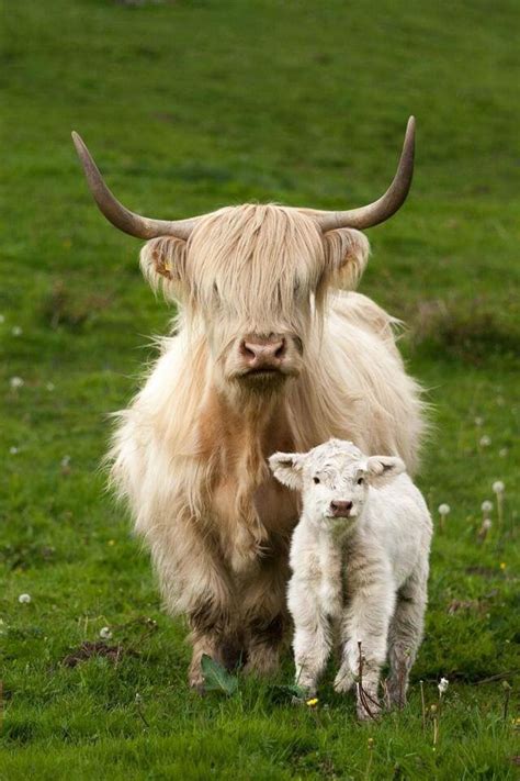 Highland Cattle Cute Baby Cow Fluffy Cows Cute Cows