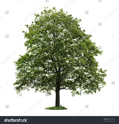 Single Maple Tree Green Leaves Isolated Stock Photo 54784894 Shutterstock