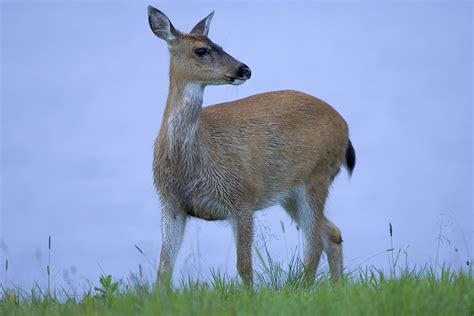 Filesitka Black Tailed Deer Wikimedia Commons