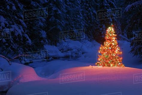 Glowing Christmas Tree In Forest Stock Photo Dissolve