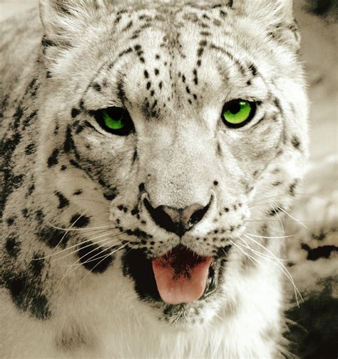 Free Images Black And White Wildlife Fur Portrait Fauna Big Cat