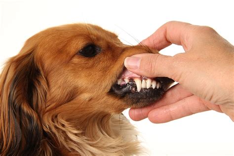 Pale Gums In Canines Possible Causes And Treatments
