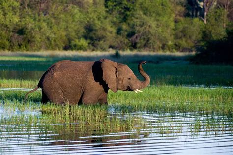 Botswana Is A One Of The Best Wildlife Destinations In Africa A