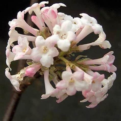 Winter Flowering Fragrant Shrub Collection